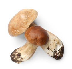 Fresh porcini mushrooms isolated on white, top view