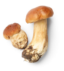 Fresh porcini mushrooms isolated on white, top view