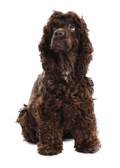 Cute Cocker Spaniel dog on white background