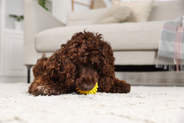 Cute Cocker Spaniel dog with toy on floor at home, space for text