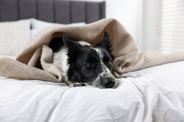 Naklejka na ściany i meble Cute Border Collie dog wrapped in plaid on bed indoors