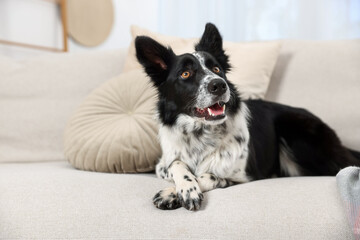 Cute Border Collie dog on sofa indoors