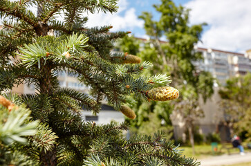 Branches blue spruce with cones  - Picea pungens at park. Beautiful ornamental plant in spring. Selective focus, blurred background