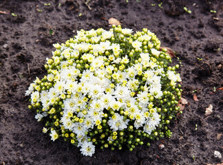 Chrysanthemums growth in the city park. Cluster of beautiful chrysanthemum. Autumn flower bed in the garden. Selective focus, blurred background