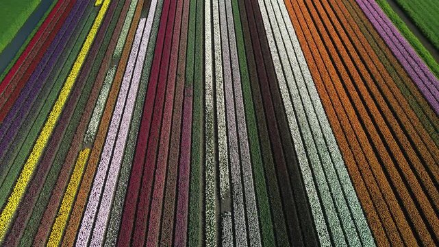 Aerial view of vibrant tulip fields displaying an array of colors, textures, and tones contrasting with the lush green fields, Venhuizen, North Holland, Netherlands.