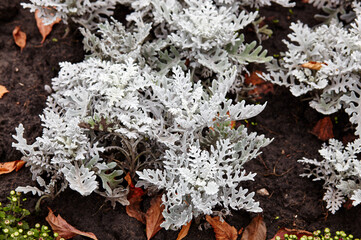 Beautiful Silver dust Cineraria maritima in city park, autumn time. Natural background of cineraria plant, selective focus