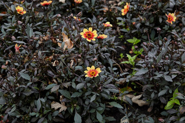 Flowers dahlia  'happy single' in the city park. Beautiful summer autumn blooming plant. Family name Asteraceae, Scientific name Dahlia. Selective focus, blurred background
