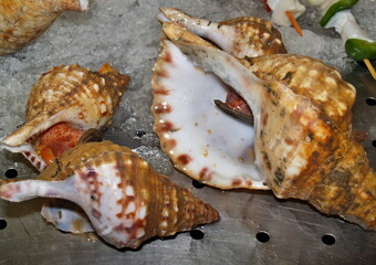 Fresh conch and seashells displaying on ice at market