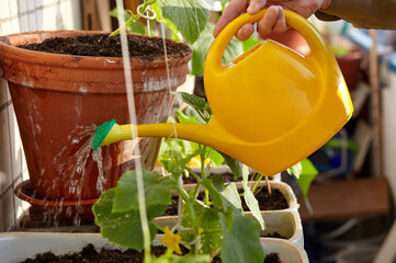 Old man gardening in home greenhouse. Men's hands hold watering can and watering the cucumber plant