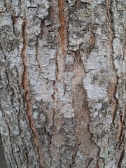 Tree bark close-up texture / Tekstur Permukaan Kulit Pohon tampak dekat