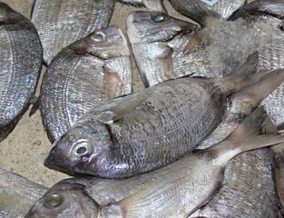 Fresh sea bream fish selling at market stall on ice