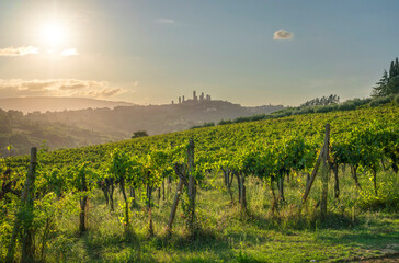 Obraz premium San Gimignano Towers View from Vineyard at Sunset, Tuscany, Italy