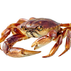 Brown crab with prominent claw close up png seafood png marine png animal png ocean png shell png crustacean png sea png wildlife png nature png transparent background image