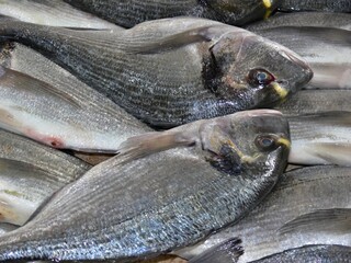 Fresh sea bream fish for sale at market