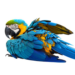 Fototapeta premium Bright blue and yellow macaw parrot with beak on white background