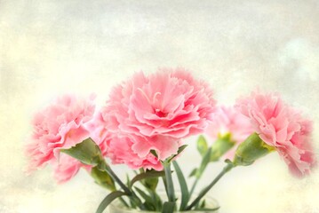 Soft Blurred  Carnation Flowers . Vintage abstract floral background