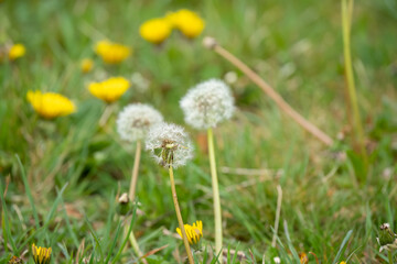 close-up of a dandelion (Taraxacum) flower seed head