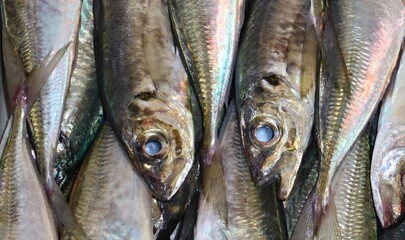 Fresh fish with silvery scales on a market stall