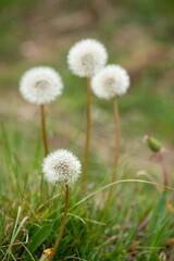 close-up of a dandelion (Taraxacum) flower seed head