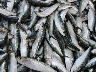 Fresh sardines piling up at fish market stall