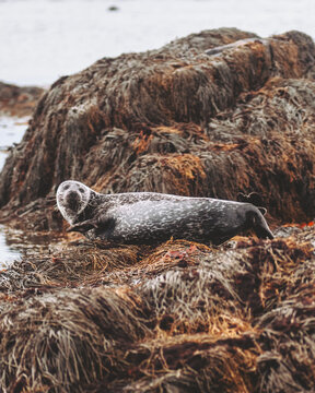 View of a seal basks, its dark fur dusted with white, resting on a bed of golden seaweed contrasting with the cold, stony beach, Ytri Tunga, Iceland.