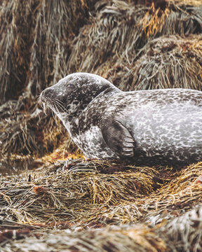 View of a spotted seal basks in the sun, blending with the golden and brown seaweed textures of the shore, a serene moment captured, Ytri Tunga, Iceland.