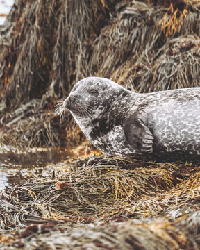 View of a grey seal basking in the sun, its mottled coat blending with the texture of the seaweed-strewn shore, a serene moment captured, Ytri Tunga, Iceland.