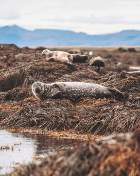 View of seals basking in the sun on a seaweed-covered shore, with mountains in the distance and reflective water nearby, Ytri Tunga, Iceland.