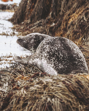 View of a grey seal basking amongst the golden, brittle grasses near a white snowy patch, its smooth skin contrasting with the rough textures, Ytri Tunga, Iceland.