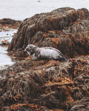 View of a speckled grey seal basks on a seaweed-draped rock, its dark, wet tendrils contrasting with the seal's soft fur against the cloudy sky, Ytri Tunga, Iceland.