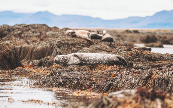 View of seals basking languidly on beds of seaweed, their mottled gray coats blending with the earthy tones of the shore, Ytri Tunga, Iceland.