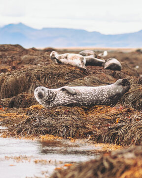 View of seals resting on vibrant golden seaweed, their speckled coats contrasting with the cool blues of the distant mountains, Ytri Tunga, Iceland.