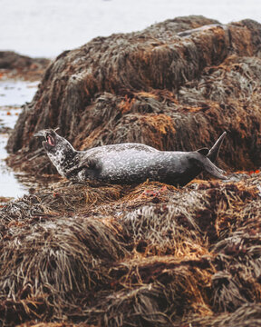 View of a grey seal basking in the sun, lying on a bed of golden seaweed, its sleek body glistening against the rugged Icelandic coastline, Ytri Tunga, Iceland.