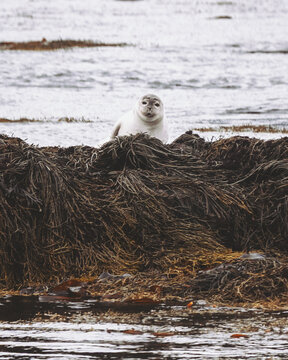 View of a curious seal emerges from a bed of tangled seaweed, its eyes reflecting the gray sky and the vast, cold sea beyond, Ytri Tunga, Iceland.