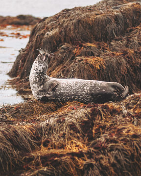 View of a serene harbor seal lounges majestically on a bed of golden seaweed, its speckled coat gleaming against the dark, rocky shore, Ytri Tunga, Iceland.