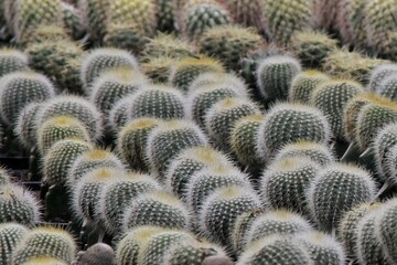 A dense cluster of tiny, round cacti covered in soft white spines creates a calm, textural pattern