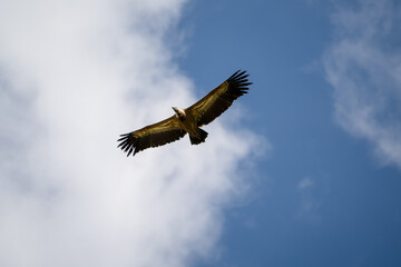 Close-up of Griffon vulture (Eurasion griffon, Gyps fulvus) in overhead flight, blue sky