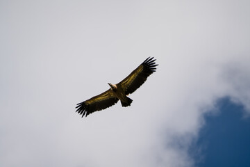 Close-up of Griffon vulture (Eurasion griffon, Gyps fulvus) in overhead flight, blue sky