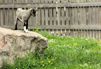 Chèvre naine sautera ?