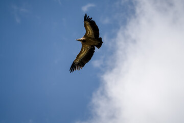 Close-up of Griffon vulture (Eurasion griffon, Gyps fulvus) in overhead flight, blue sky