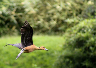 Dendrocygne en vol