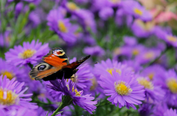 Paon du jour qui butine