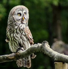 Portrait d'une chouette lapone
