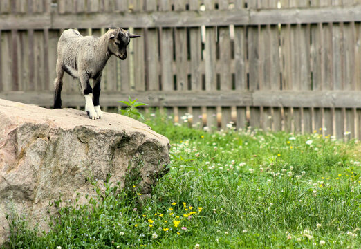Ch&egrave;vre naine sautera ?