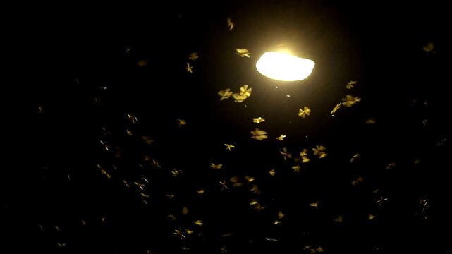 A swarm of termites flies around a streetlight at night. Ecology and environmental concept. 4K footage, 60fps