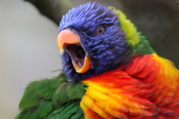 Loriquet à tête bleue qui chante