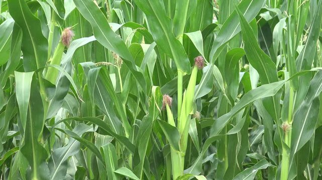 Corn Field, Cultivated Land, Cereals, Maize Harvest, Crops, Agrarian Farming Production, Agriculture Industry