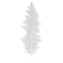 Indian Gooseberry Tree Silhouette: Narrow Crown and Light, Slender Branching