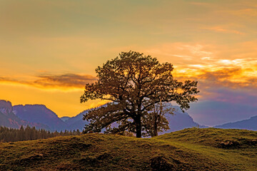 Allgäu - Oberstdorf - Sonnenuntergang - Baum - herbst - Alpen