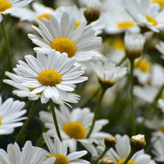 daisies in a garden